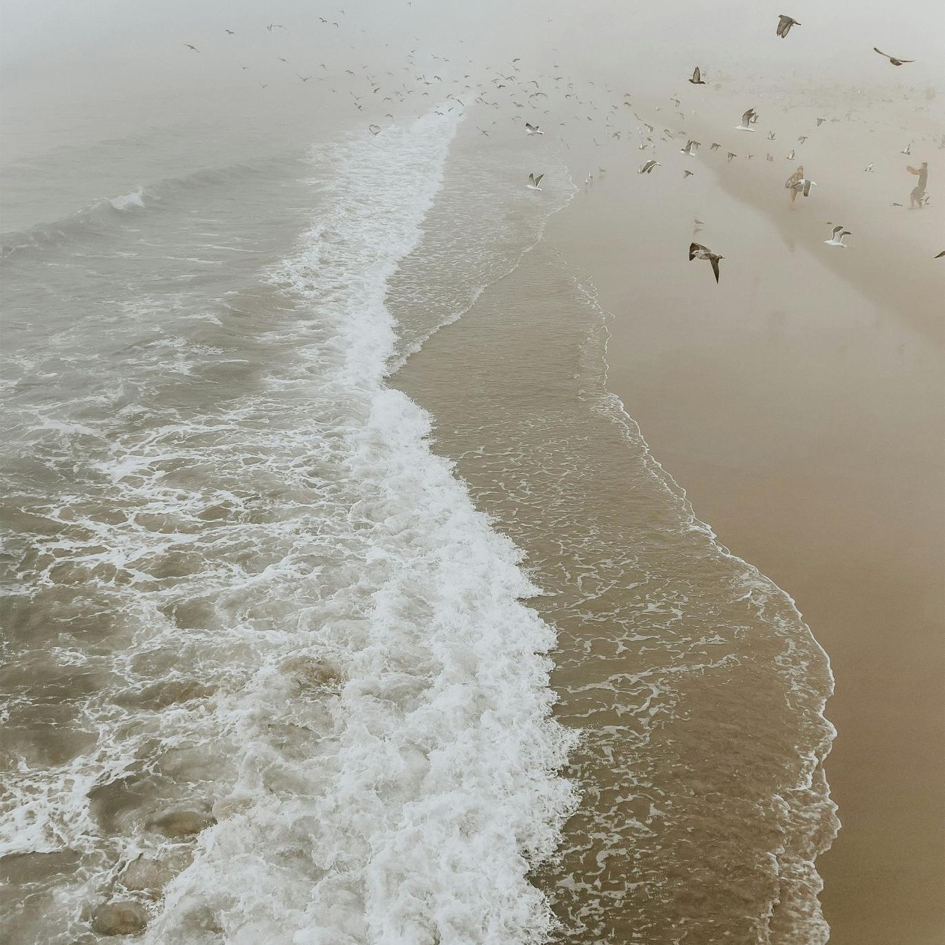 a group of birds flying over a beach